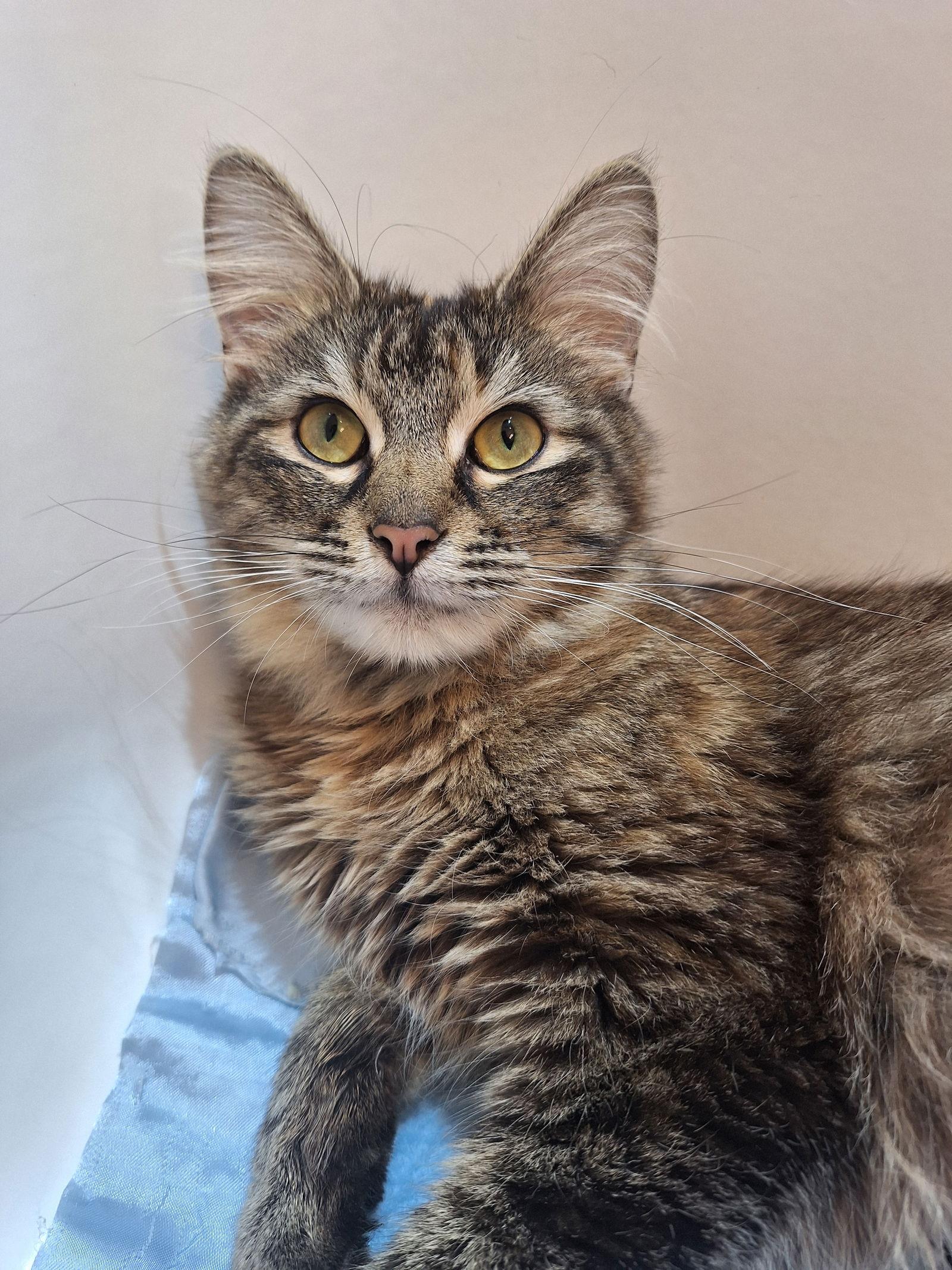 Enlarge Ivy Wiggles, a Adopted Domestic Long Hair in Chicago, IL image 3/3