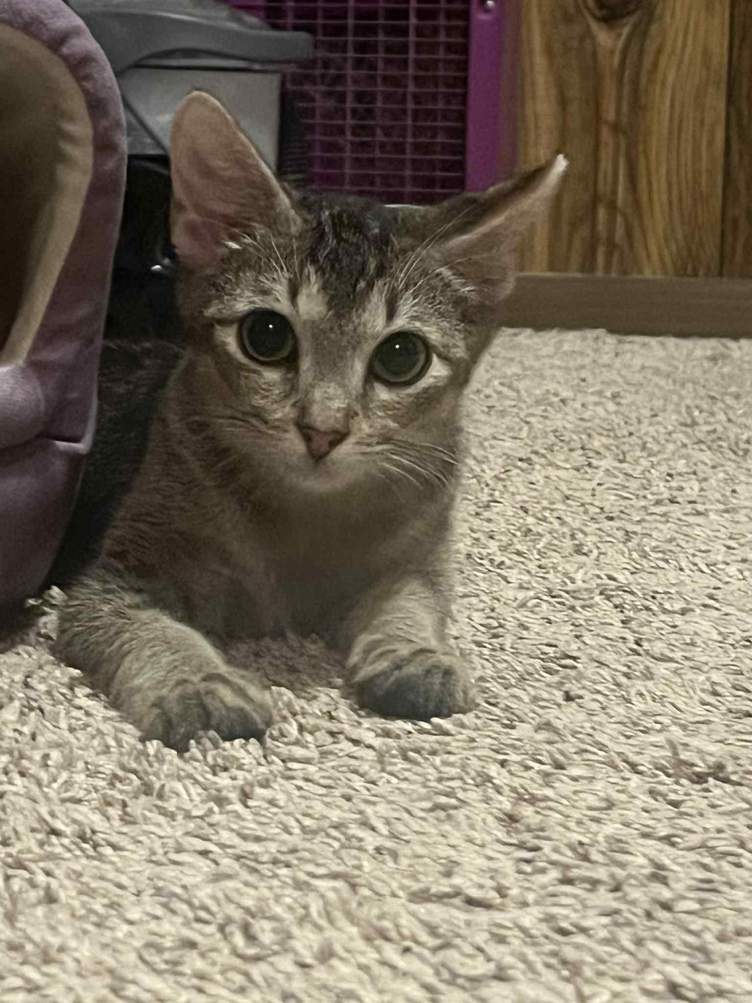 Ducky, Adoptable, Kitten Male American Bobtail.