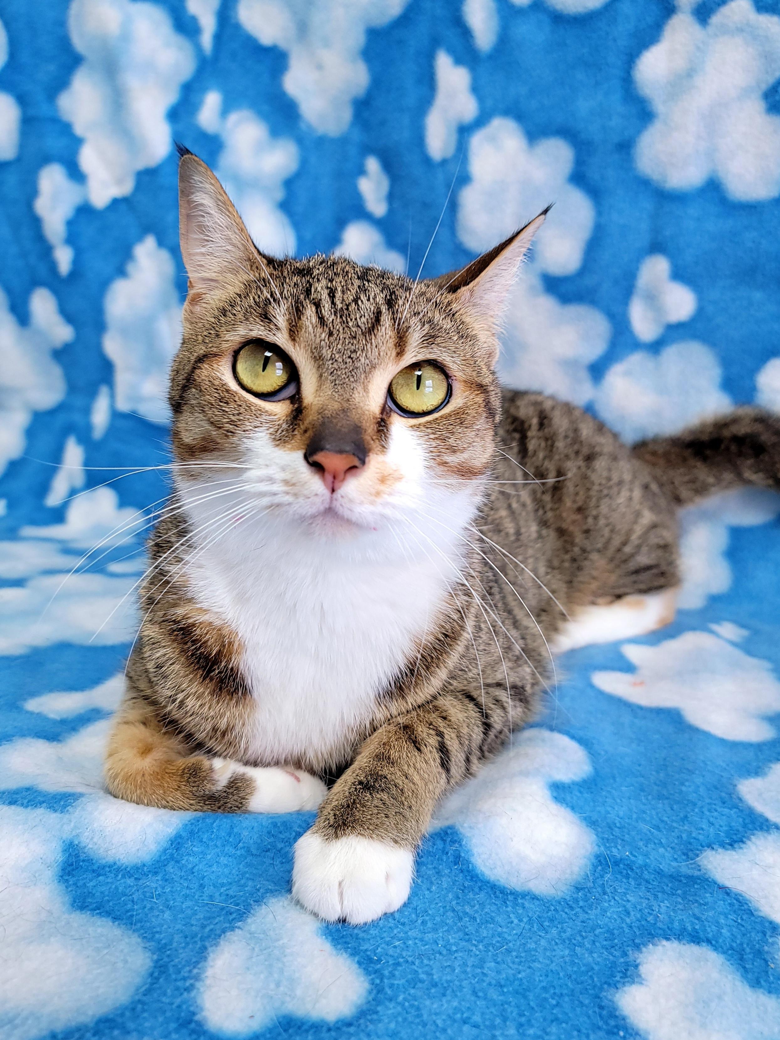 Sweet Pea, Adoptable, Adult Female Domestic Short Hair.