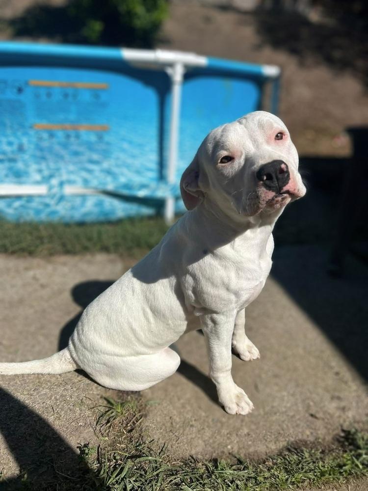 Chanel, Adoptable, Puppy Female Pit Bull Terrier.