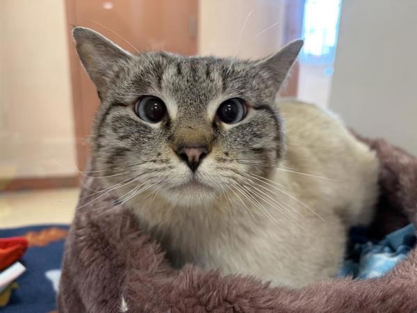 Hawthorne, Adoptable, Young Male Siamese & Domestic Short Hair.