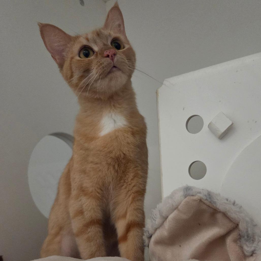 Enlarge Magnolia, a Adoptable Domestic Short Hair in Bentonville, AR image 1/5