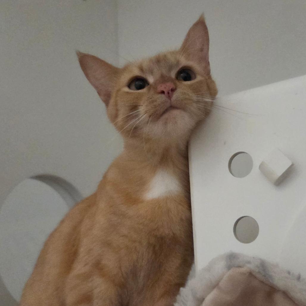 Enlarge Magnolia, a Adoptable Domestic Short Hair in Bentonville, AR image 2/5