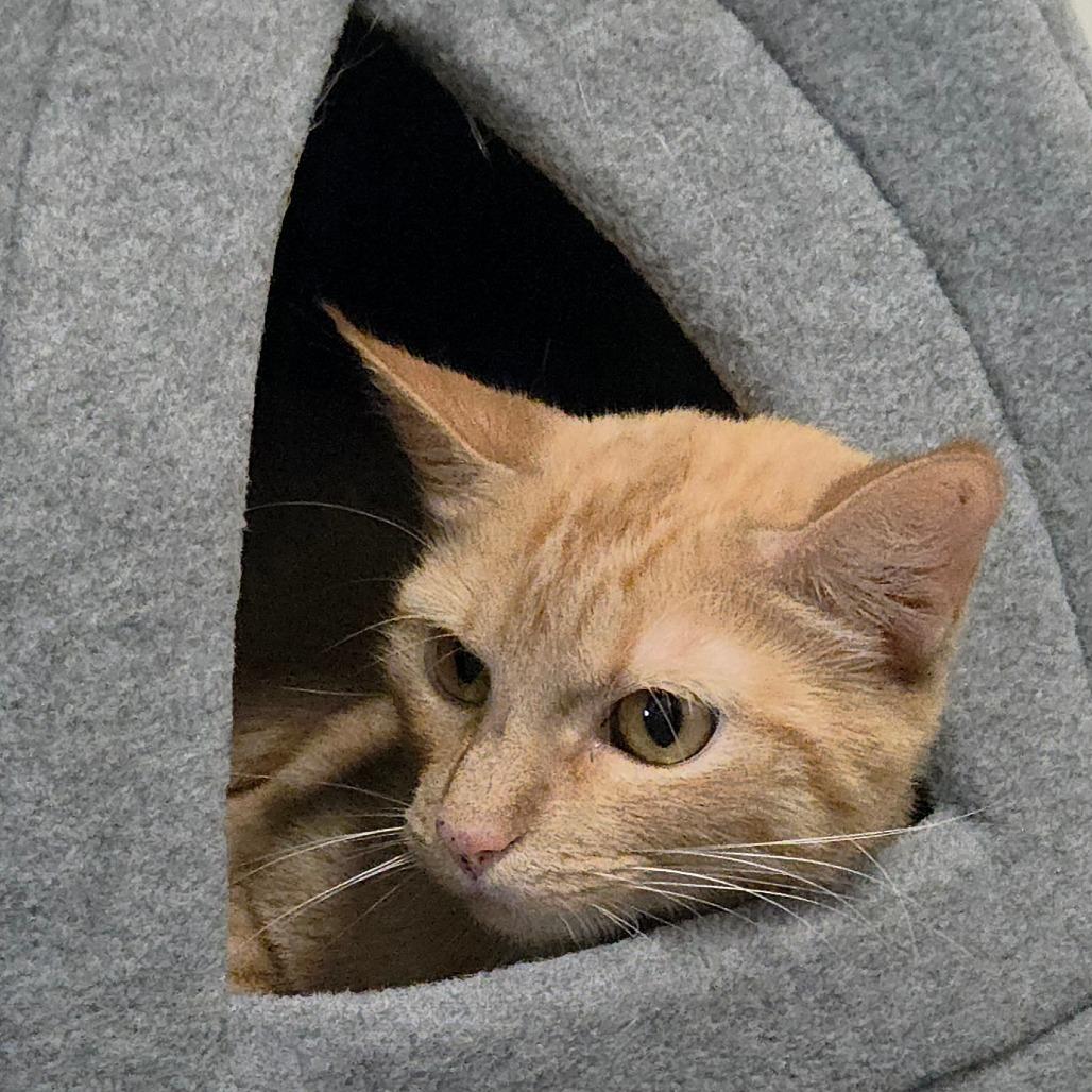 Enlarge Magnolia, a Adoptable Domestic Short Hair in Bentonville, AR image 3/5