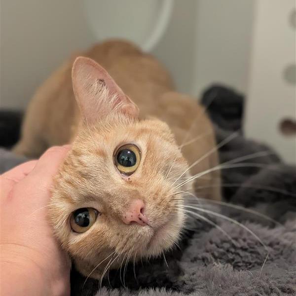 Magnolia, Adoptable, Adult Female Domestic Short Hair.