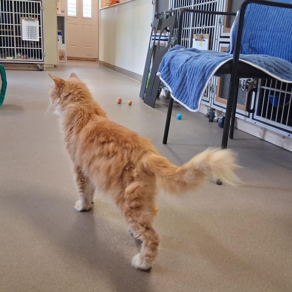 Enlarge Lacey, a Adoptable Domestic Long Hair in Middlebury, VT image 1/6