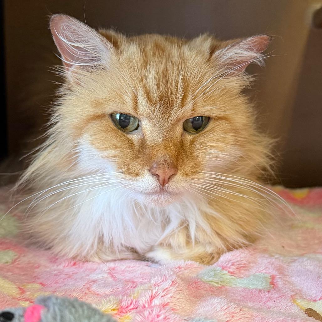 Enlarge Lacey, a Adoptable Domestic Long Hair in Middlebury, VT image 2/6