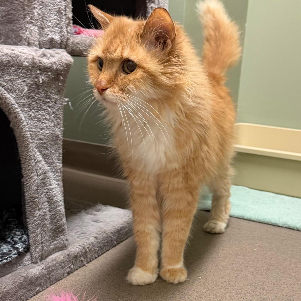 Enlarge Lacey, a Adoptable Domestic Long Hair in Middlebury, VT image 3/6