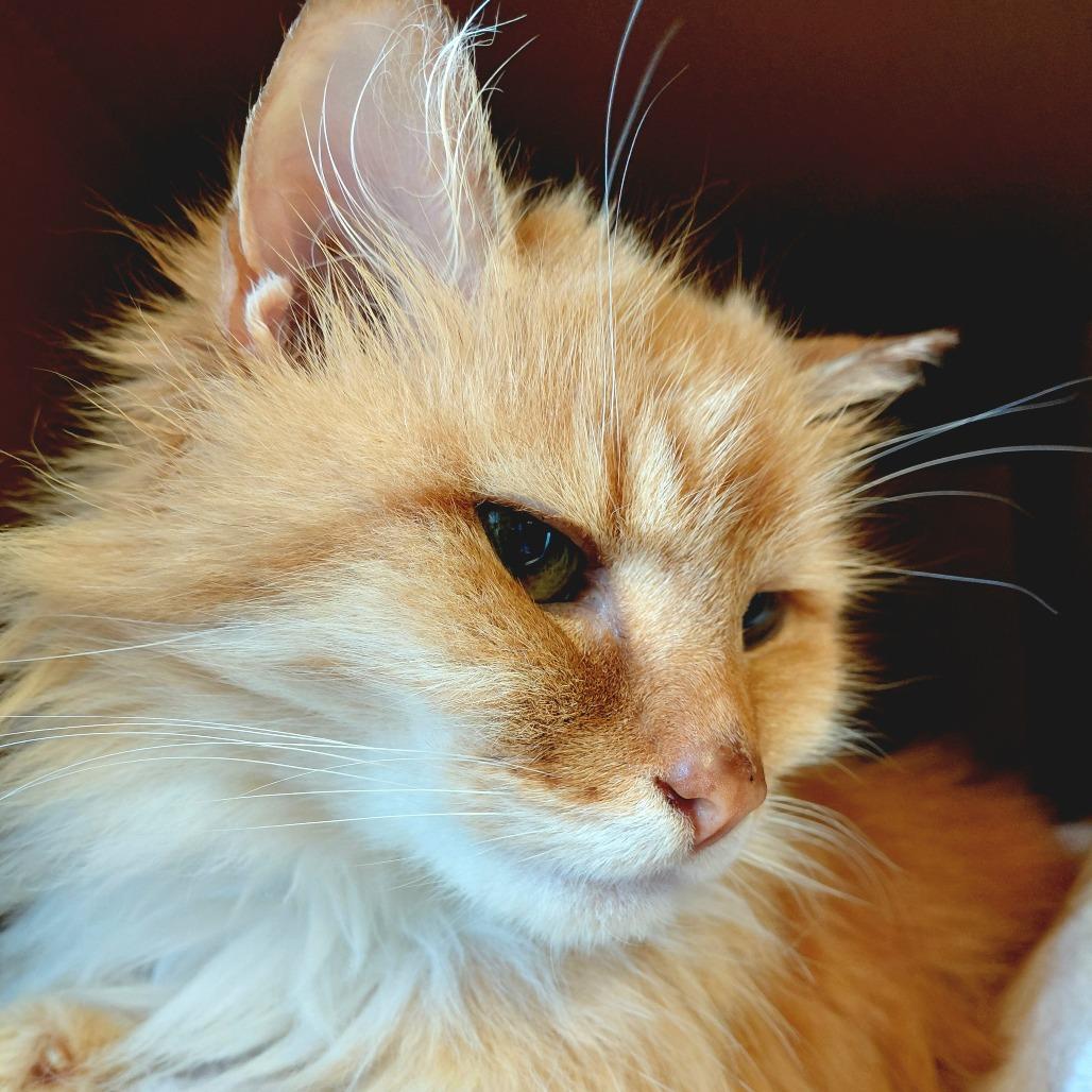 Enlarge Lacey, a Adoptable Domestic Long Hair in Middlebury, VT image 4/6