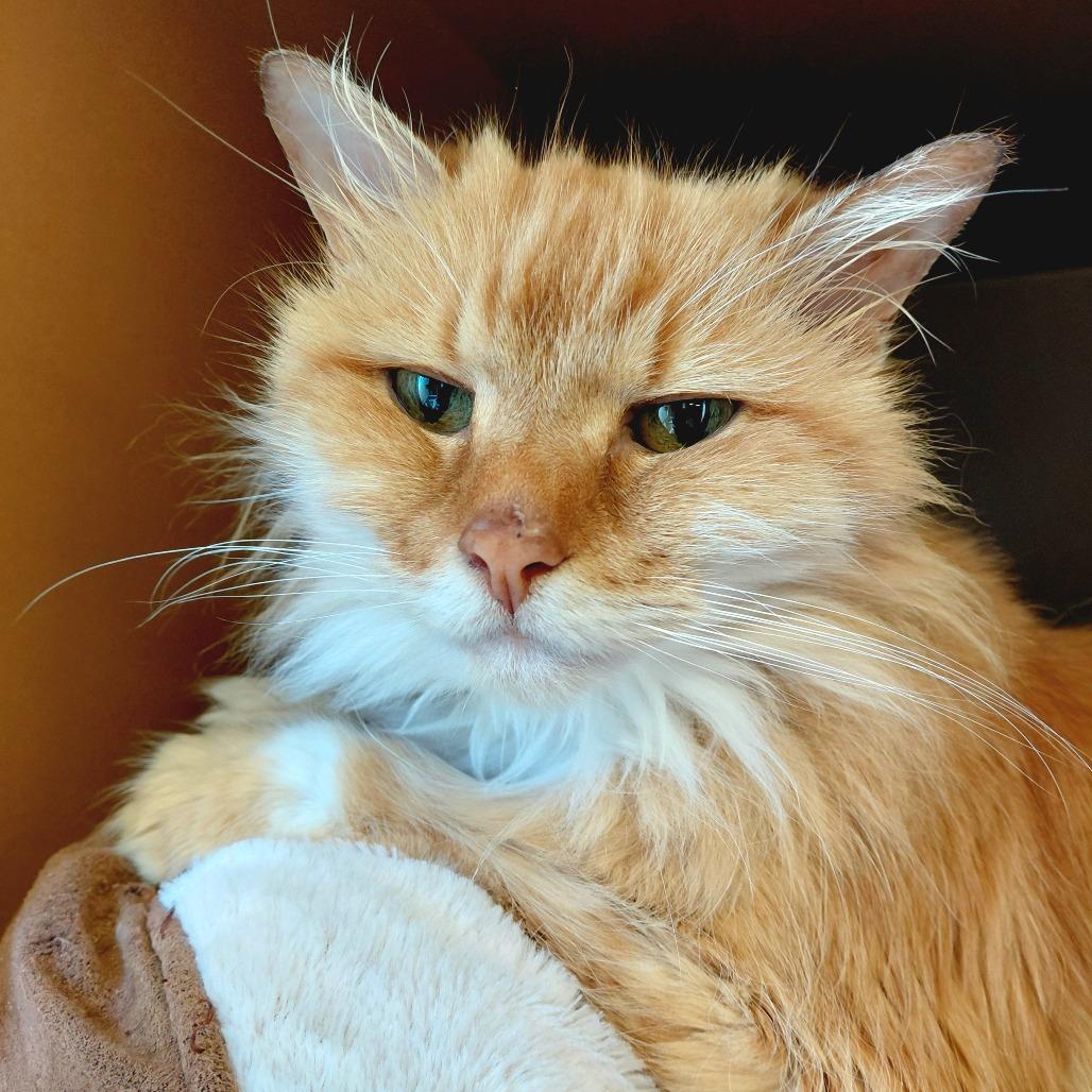Enlarge Lacey, a Adoptable Domestic Long Hair in Middlebury, VT image 5/6