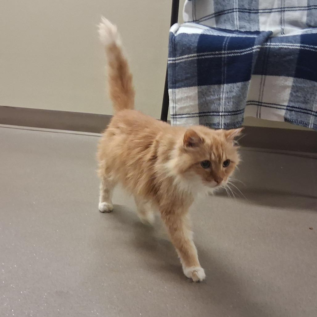 Enlarge Lacey, a Adoptable Domestic Long Hair in Middlebury, VT image 6/6