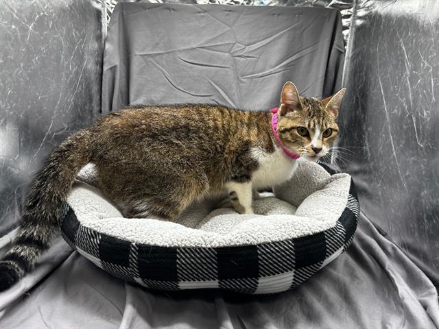 Enlarge SIFF, a Adoptable Domestic Short Hair in Appling, GA image 1/1