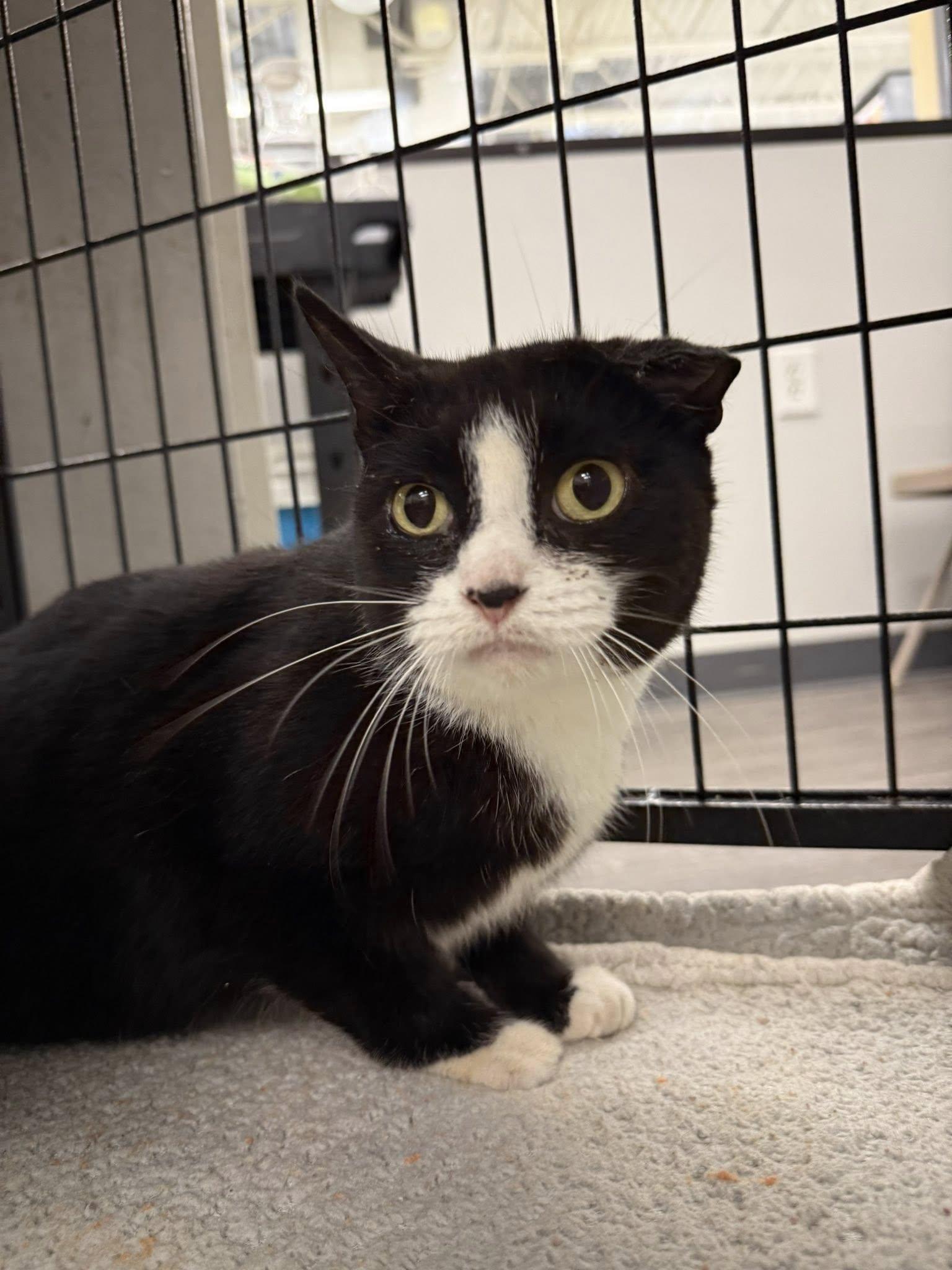 McMuffin, Adoptable, Adult Female Domestic Short Hair.