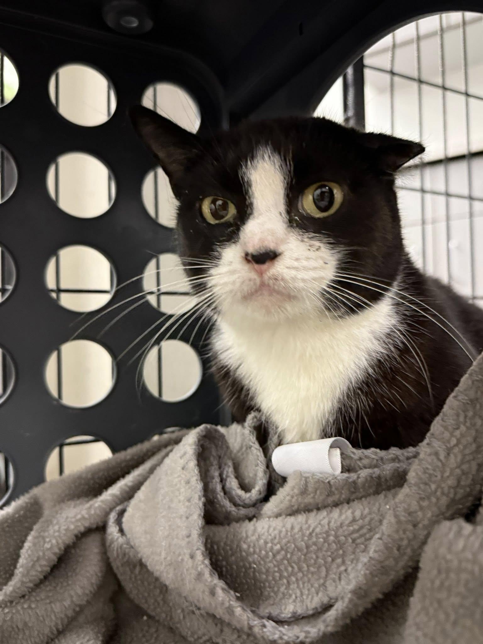 McMuffin, a Adoptable Domestic Short Hair in Cleveland, OH image 3/5