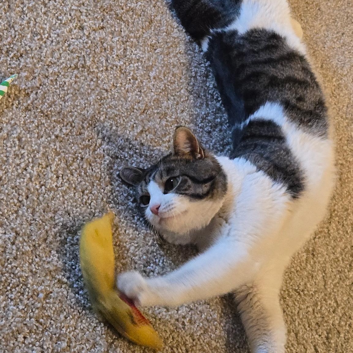 Enlarge Link, a ADOPTABLE Domestic Short Hair in Chandler, AZ image 3/4