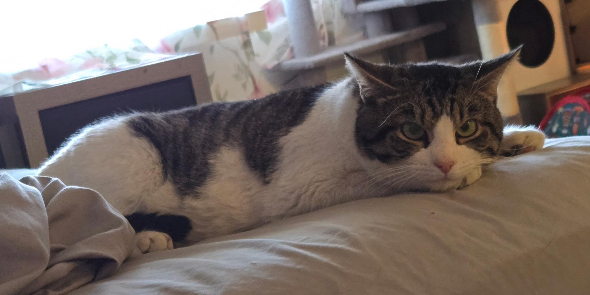 Enlarge Link, a ADOPTABLE Domestic Short Hair in Chandler, AZ image 4/4