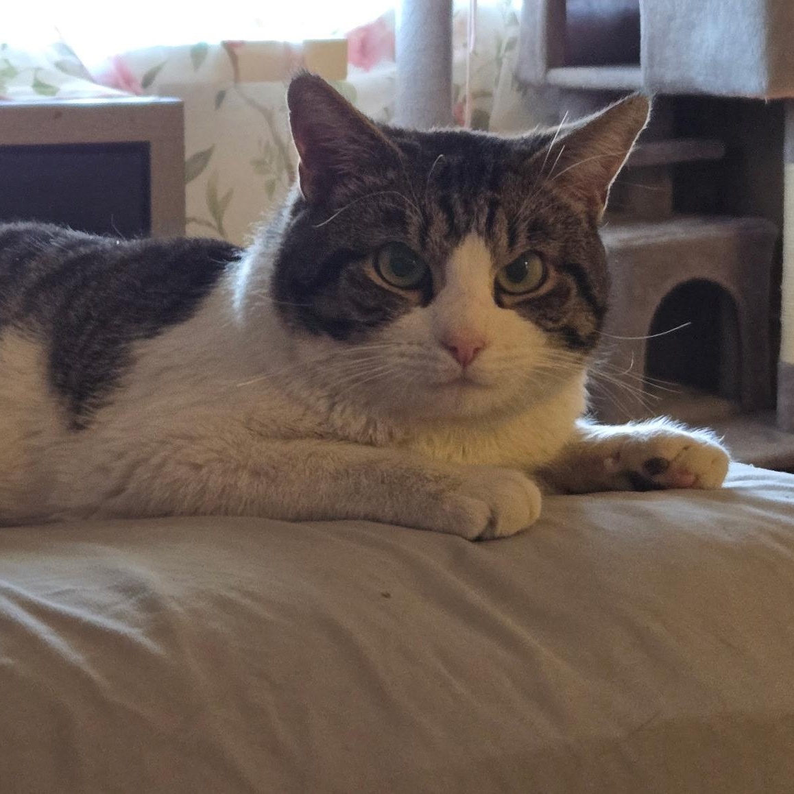 Enlarge Link, a ADOPTABLE Domestic Short Hair in Chandler, AZ image 2/4