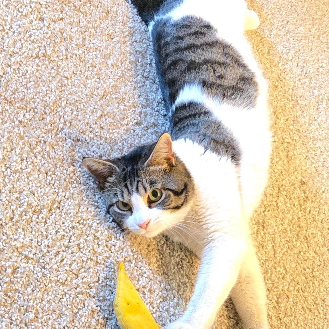 Enlarge Link, a ADOPTABLE Domestic Short Hair in Chandler, AZ image 1/4