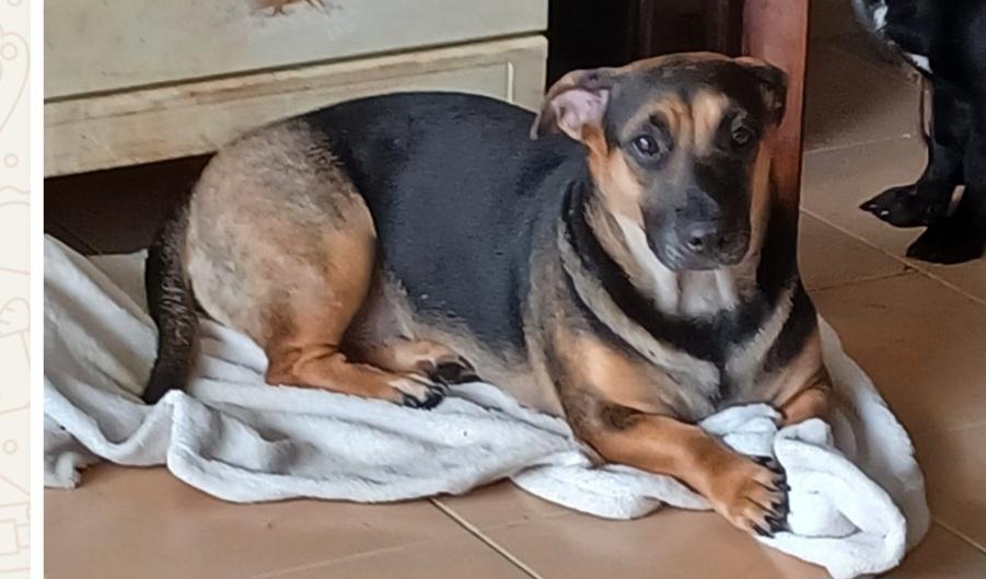 Gigi, a Adoptable mixed breed in Rio Grande, PR image 1/5