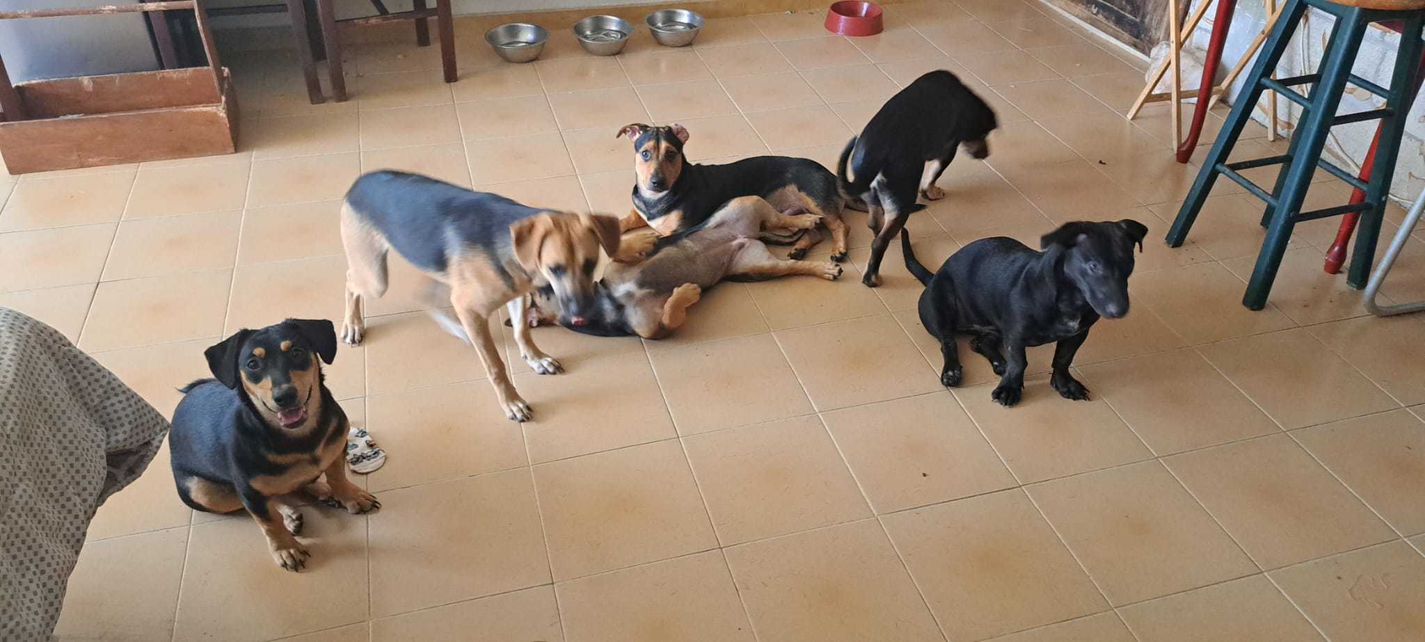 Gigi, a Adoptable mixed breed in Rio Grande, PR image 3/5