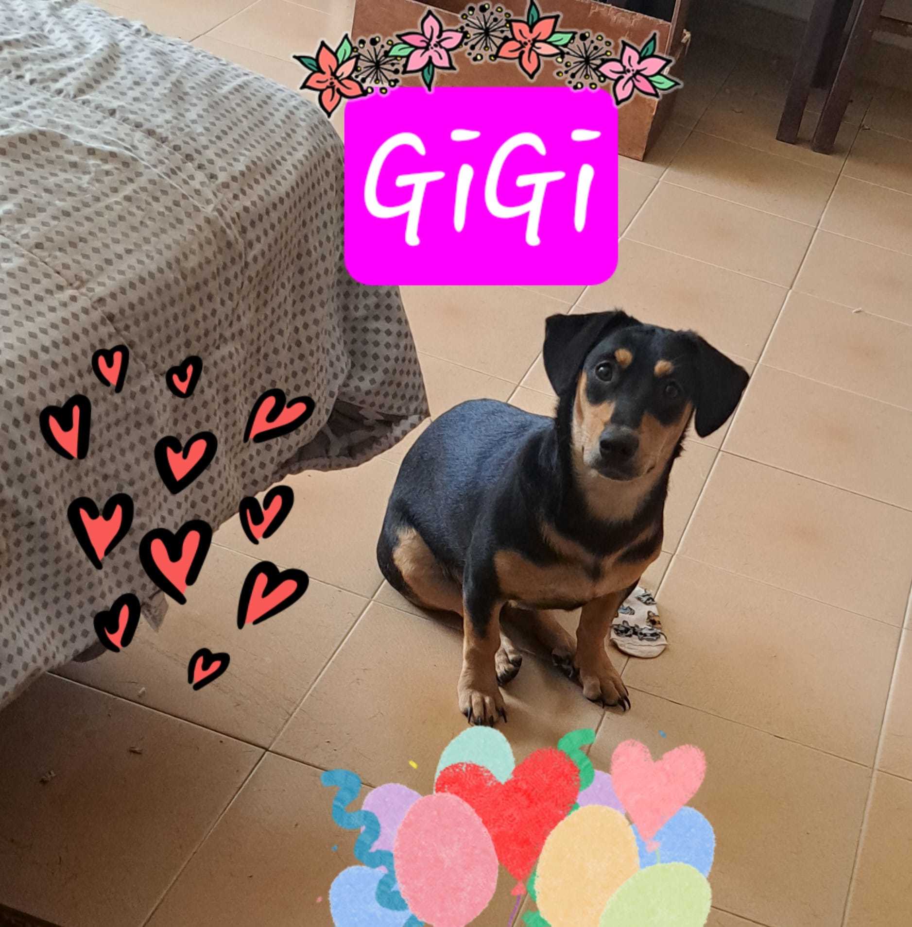 Gigi, a Adoptable mixed breed in Rio Grande, PR image 4/5