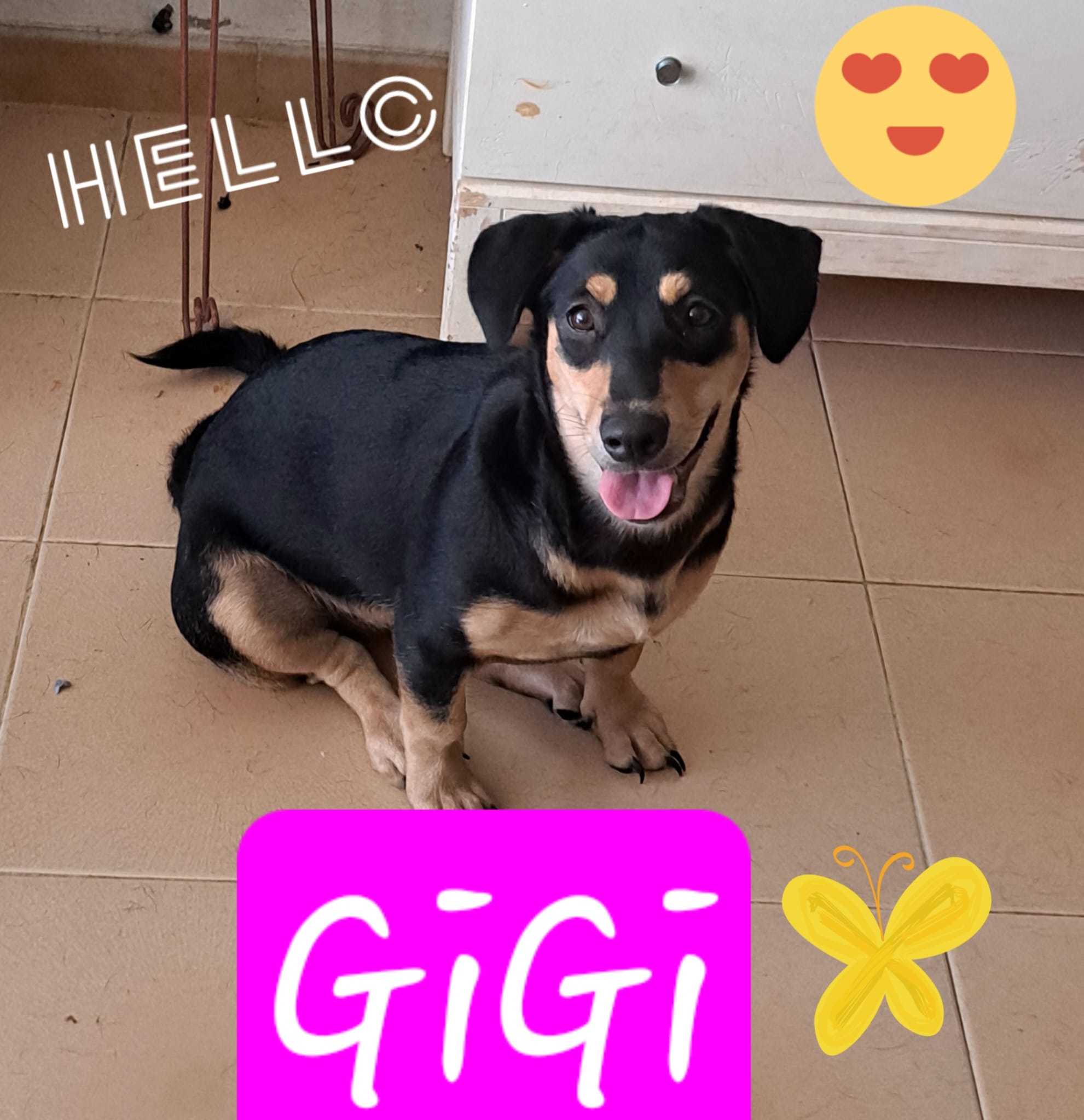 Gigi, a Adoptable mixed breed in Rio Grande, PR image 2/5