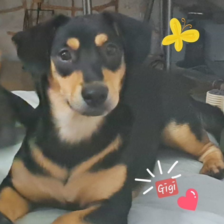 Gigi, a Adoptable mixed breed in Rio Grande, PR image 5/5