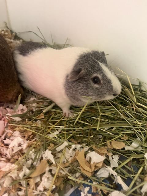 Roo (ID 52130), Adoptable, Young Male Guinea Pig.
