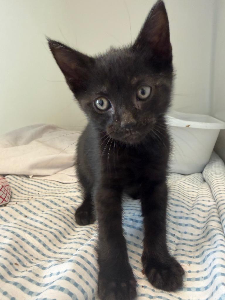 Enlarge Doroon, a Adoptable mixed breed in Pomona, NY image 1/2
