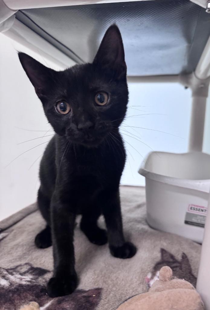 Enlarge Doroon, a Adoptable mixed breed in Pomona, NY image 2/2