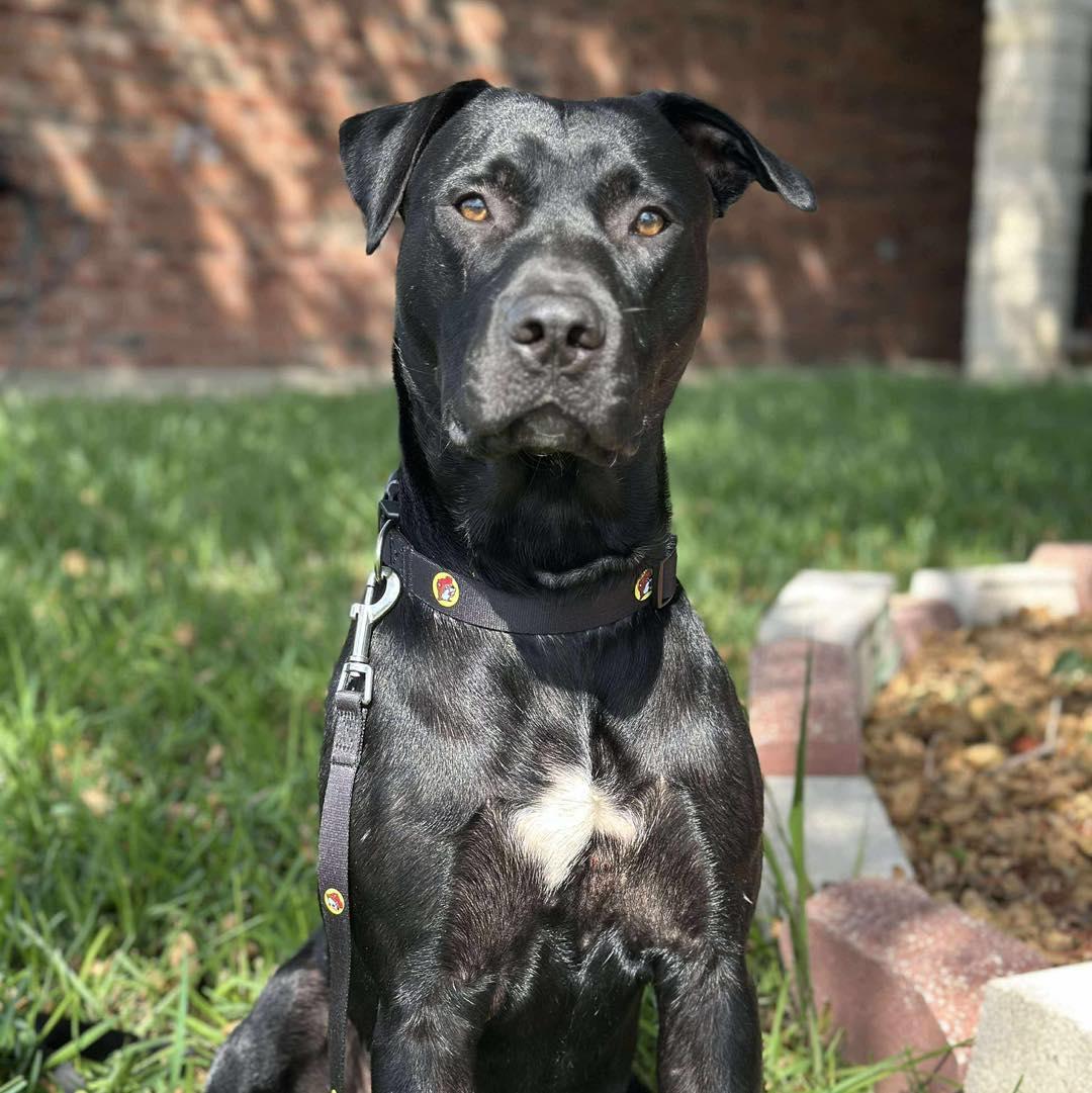 Enlarge Einstein the Cowboy Scientist, an adopted mixed breed in Waco, TX image 2/5