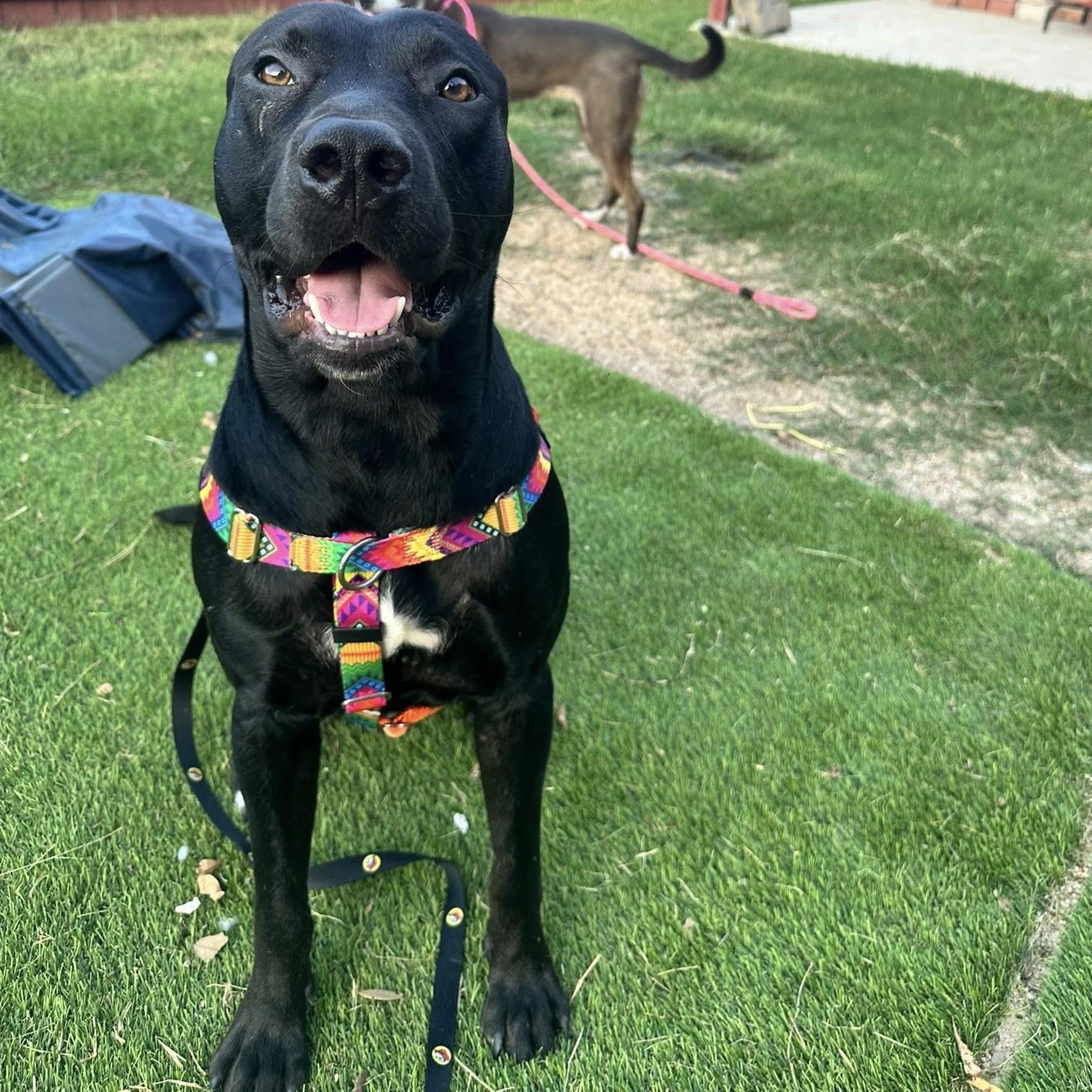 Enlarge Einstein the Cowboy Scientist, an adopted mixed breed in Waco, TX image 3/5