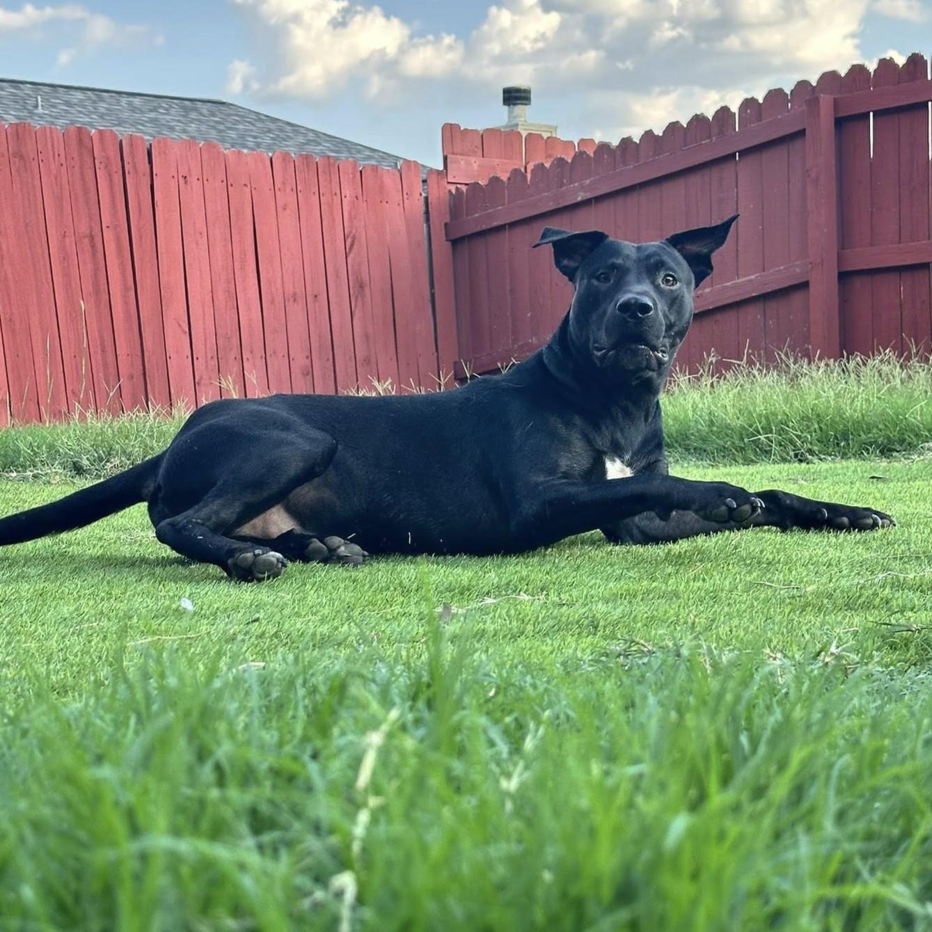 Enlarge Einstein the Cowboy Scientist, an adopted mixed breed in Waco, TX image 4/5