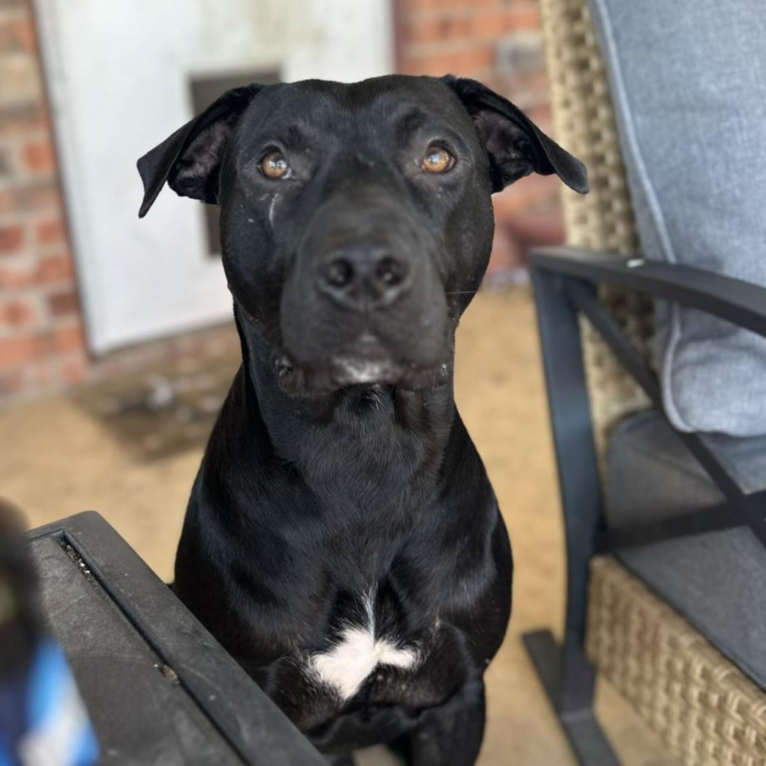 Einstein the Cowboy Scientist, Adoptable, Young Male Pit Bull Terrier & Great Dane.