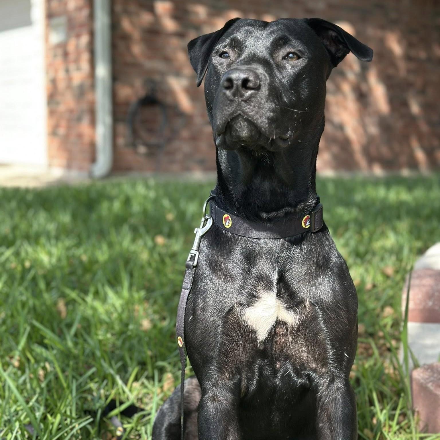 Enlarge Einstein the Cowboy Scientist, an adopted mixed breed in Waco, TX image 5/5