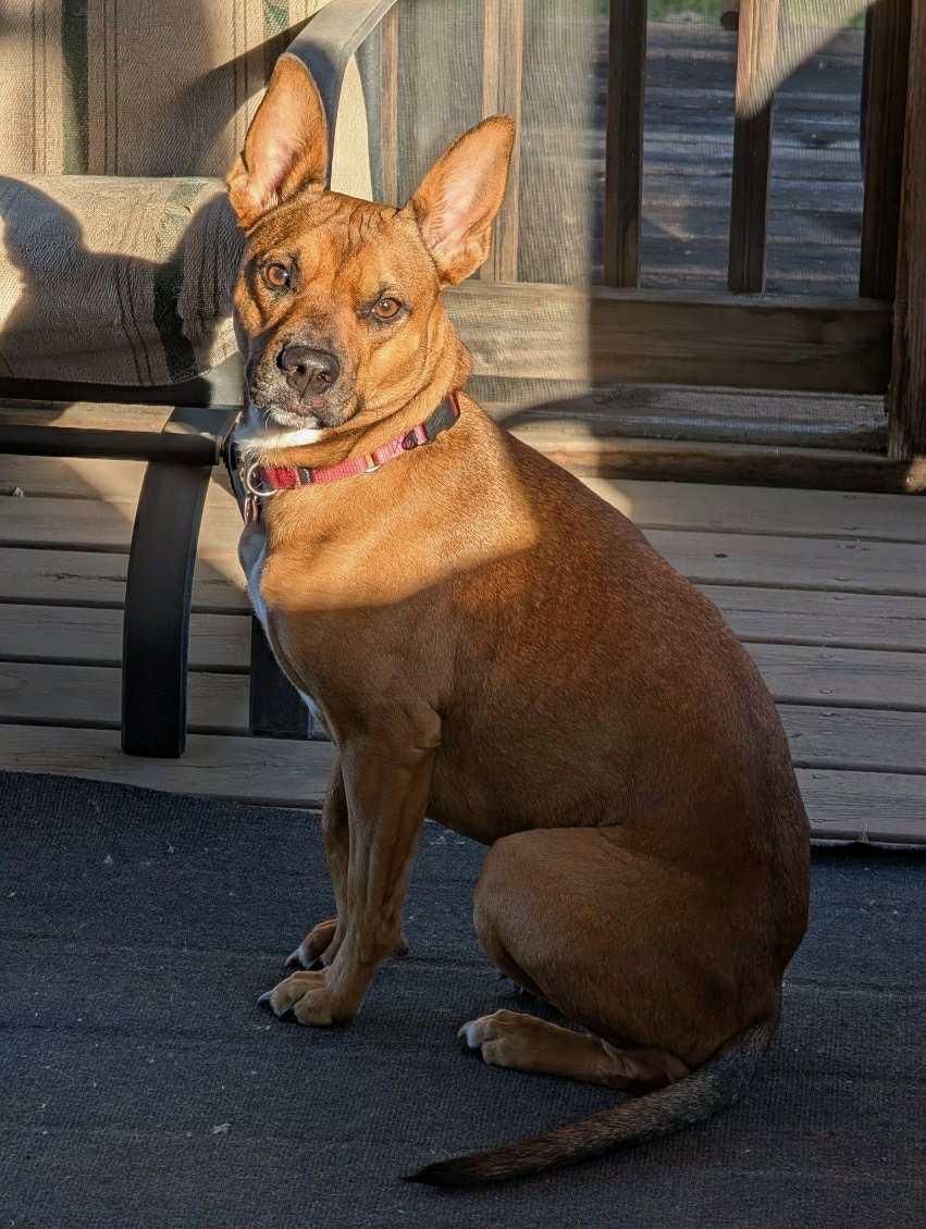 Penny, a Adoptable American Staffordshire Terrier in Minneapolis, MN image 1/3
