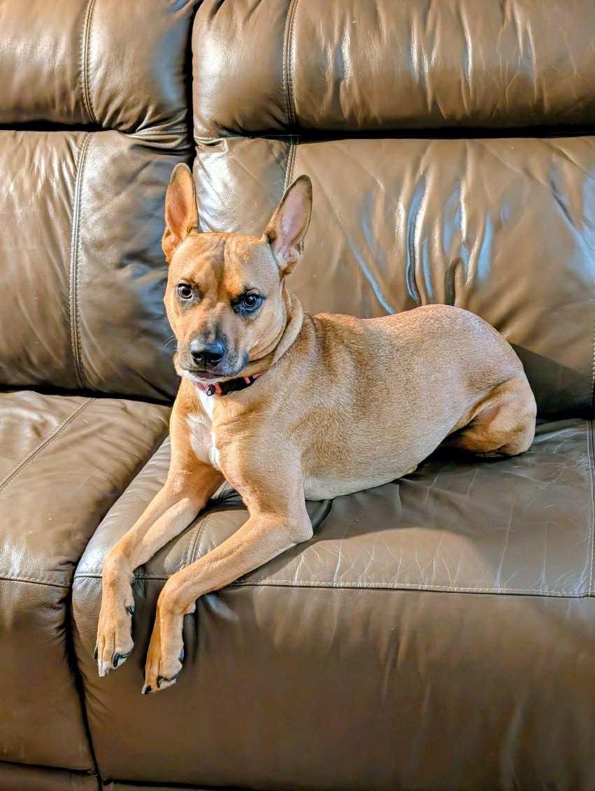 Penny, a Adoptable American Staffordshire Terrier in Minneapolis, MN image 2/3