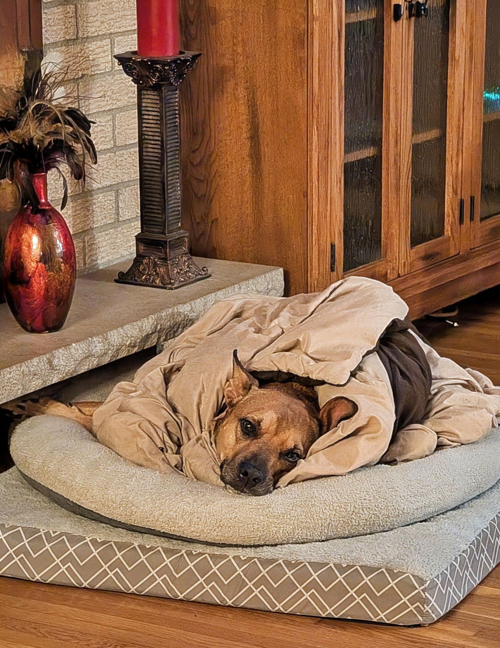 Penny, a Adoptable American Staffordshire Terrier in Minneapolis, MN image 3/3