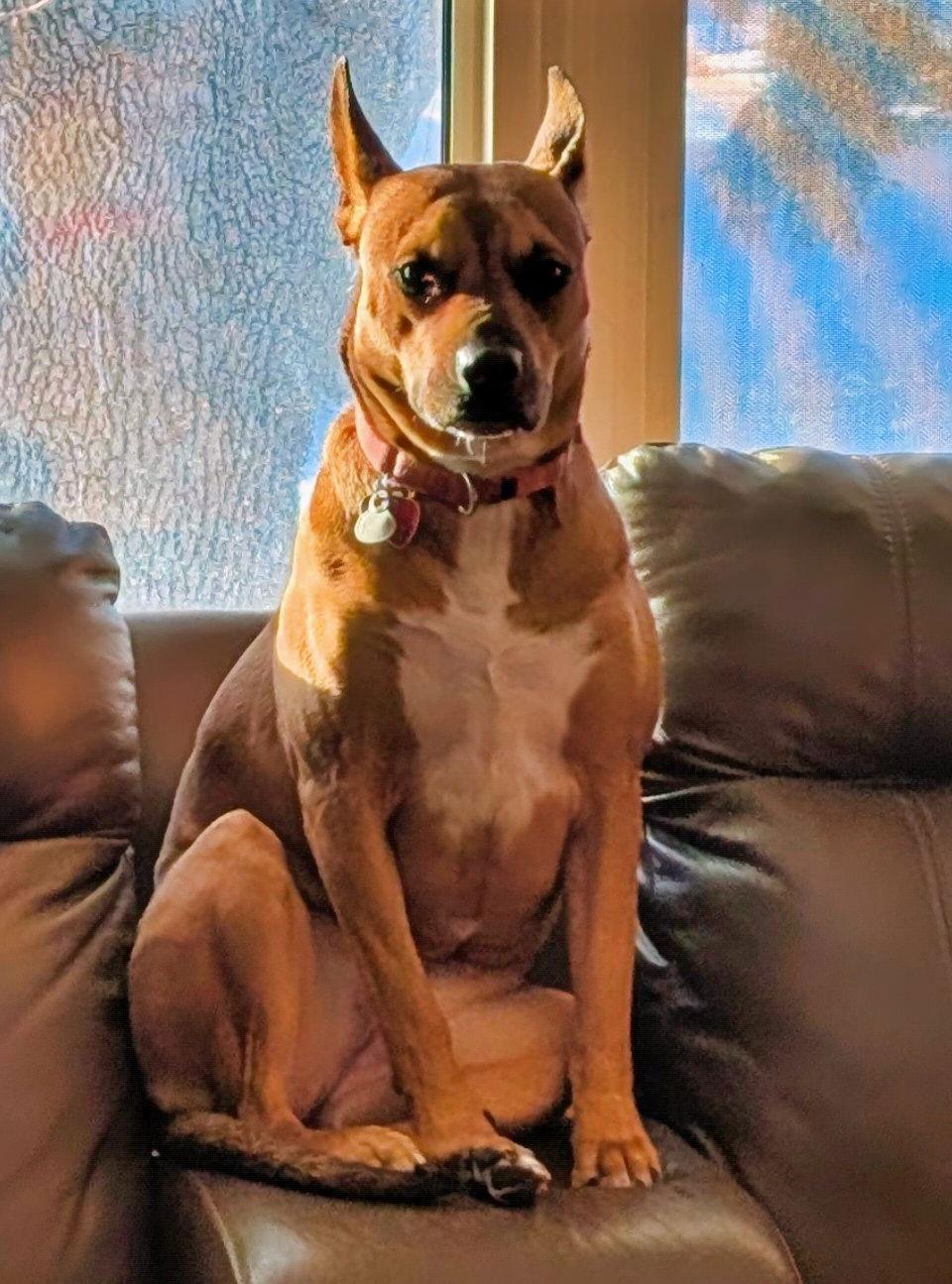 Enlarge Penny, a Adoptable American Staffordshire Terrier in Minneapolis, MN image 3/3