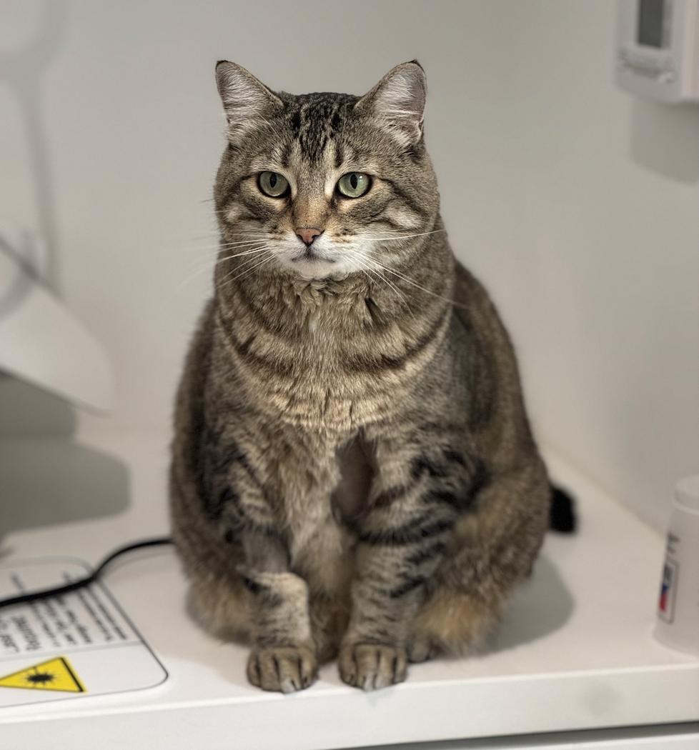 Switi, Adoptable, Adult Female Domestic Short Hair.