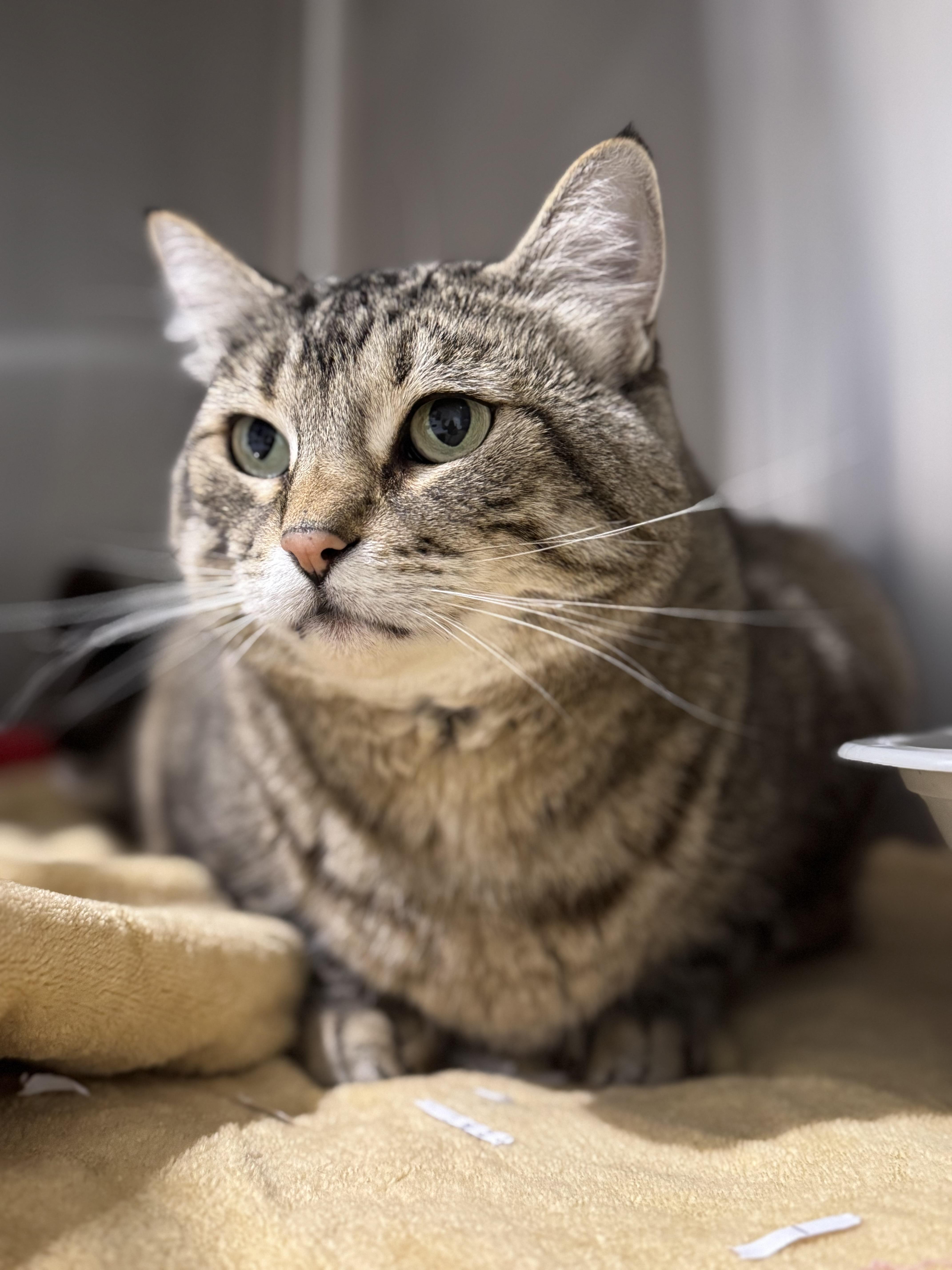 Switi, a Adoptable Domestic Short Hair in San Diego, CA image 3/4