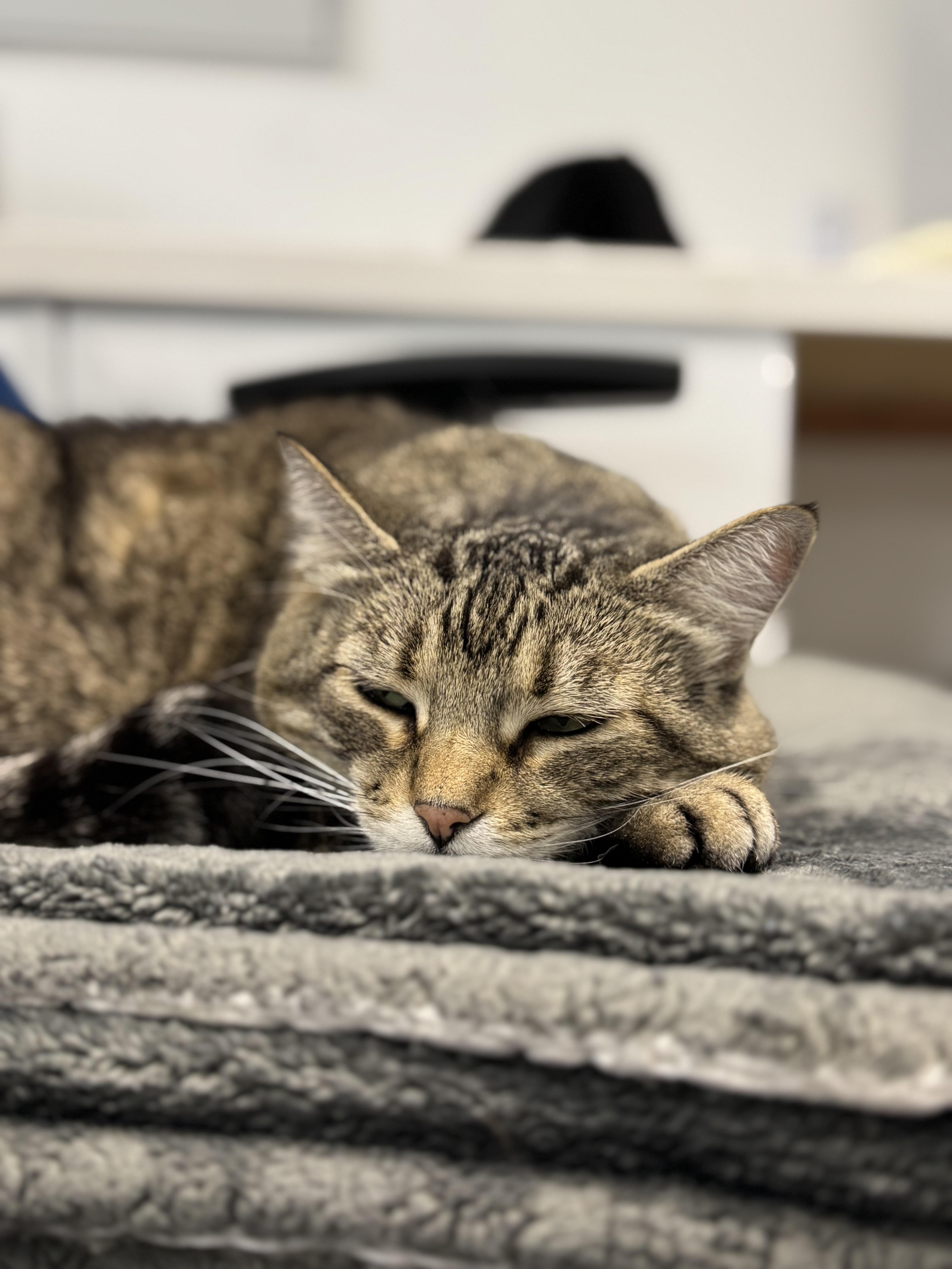 Switi, a Adoptable Domestic Short Hair in San Diego, CA image 4/4