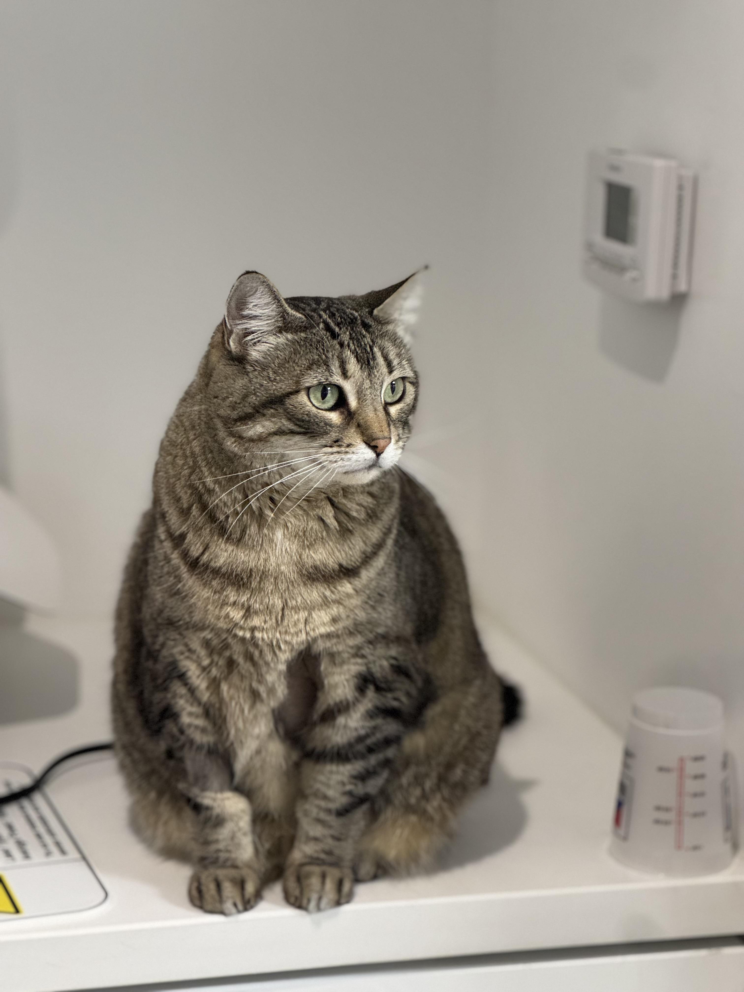 Switi, a Adoptable Domestic Short Hair in San Diego, CA image 2/4