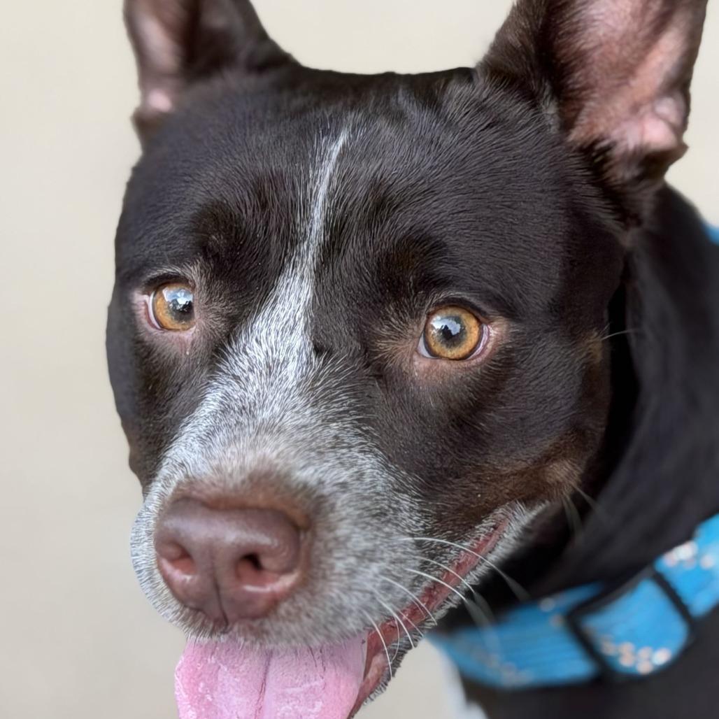 Pacha, Adoptable, Young Female Cattle Dog.