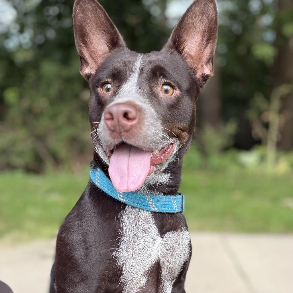 Enlarge Pacha, a Adoptable Cattle Dog in Grand Rapids, MI image 2/3