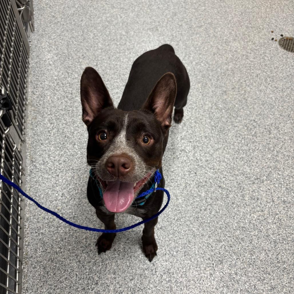 Enlarge Pacha, a Adoptable Cattle Dog in Grand Rapids, MI image 3/3