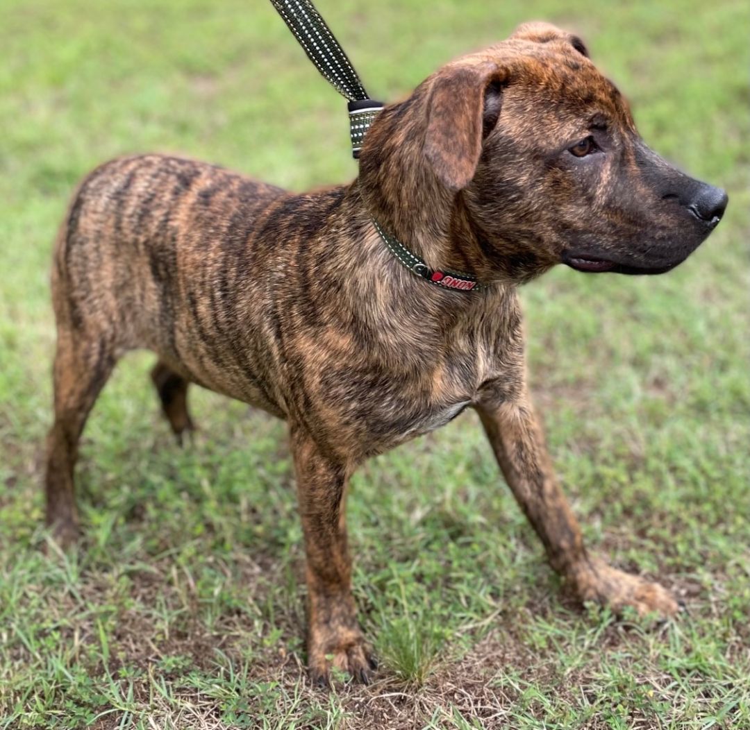 Jasper, Adopted, Young Male Mountain Cur.