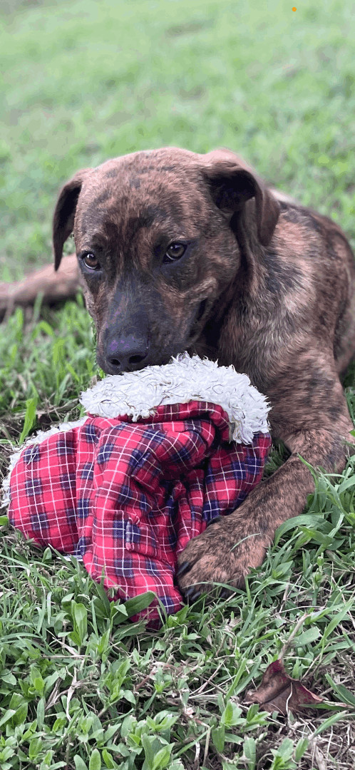Jasper, a Adopted mixed breed in Plumerville, AR image 2/8