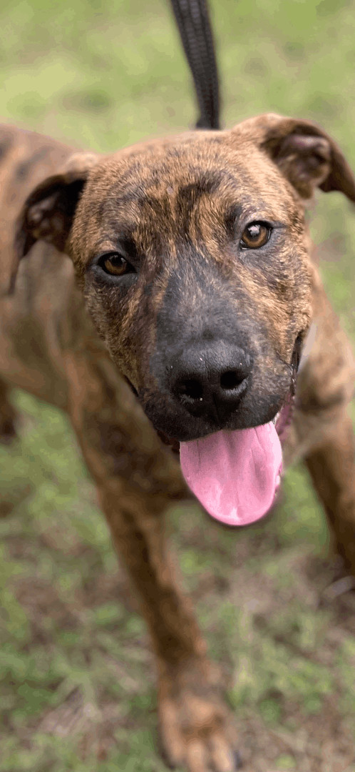 Jasper, a Adopted mixed breed in Plumerville, AR image 3/8