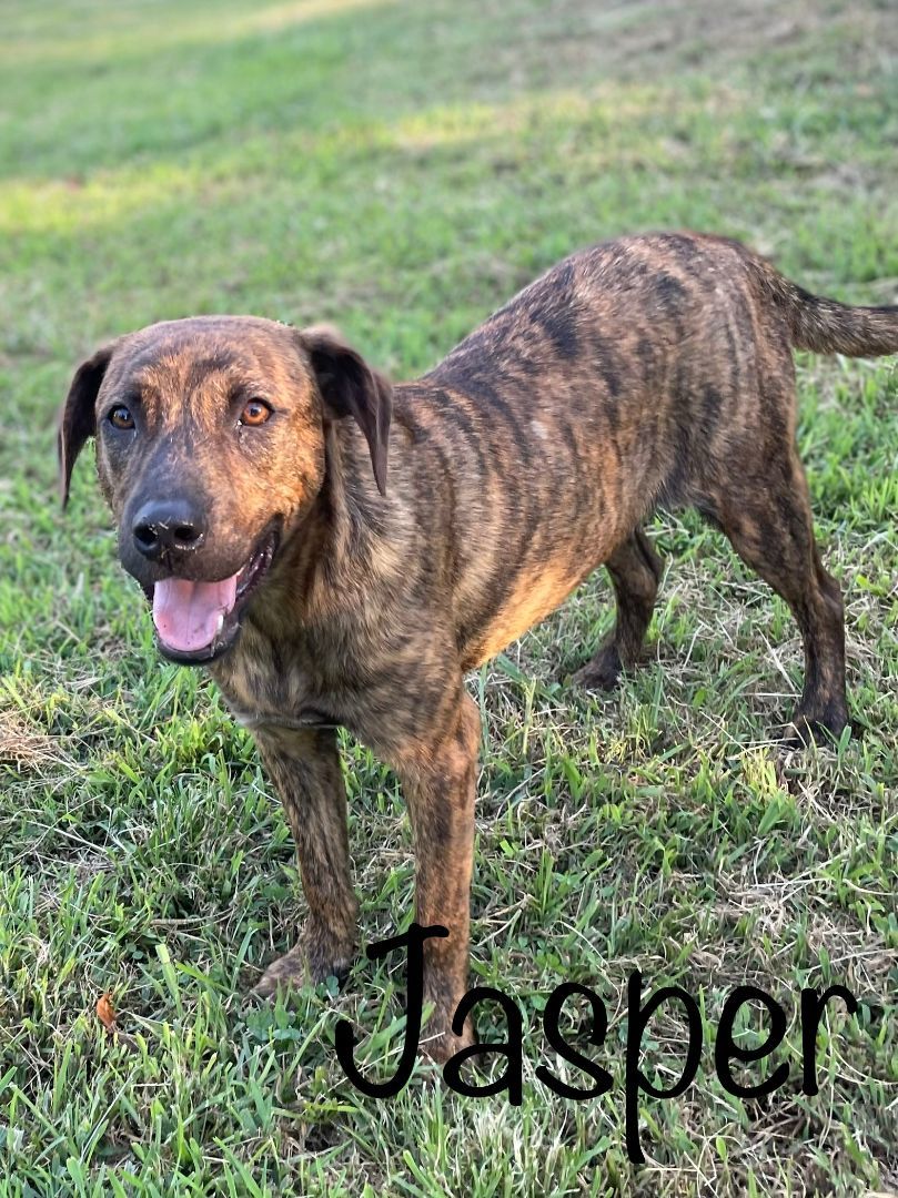 Jasper, a Adopted mixed breed in Plumerville, AR image 4/8